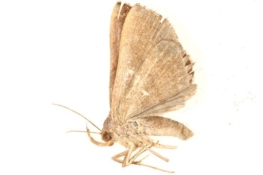 Image of Hadennia mysalis (Walker 1859)