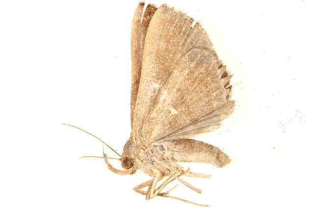 صورة Hadennia mysalis (Walker 1859)