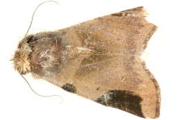 <i>Xenochroa costiplaga</i>的圖片