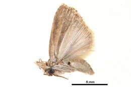 Image of <i>Etanna vittalis</i>