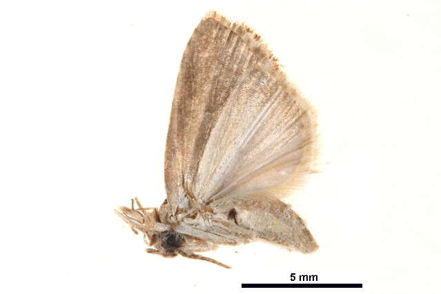 <i>Etanna vittalis</i>的圖片