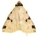 Image of Oglasa costisignata Hampson 1926