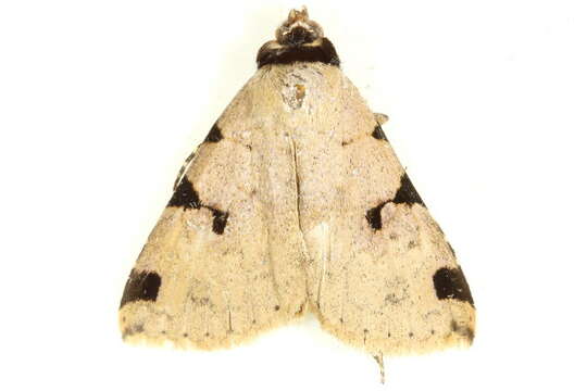 Image of Oglasa costisignata Hampson 1926