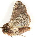 Image of <i>Caedesa apicenigra</i>