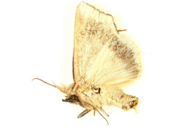 Image of Pterogonia aurigutta Walker 1858