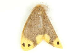 Image of Arna bipunctapex Hampson 1891