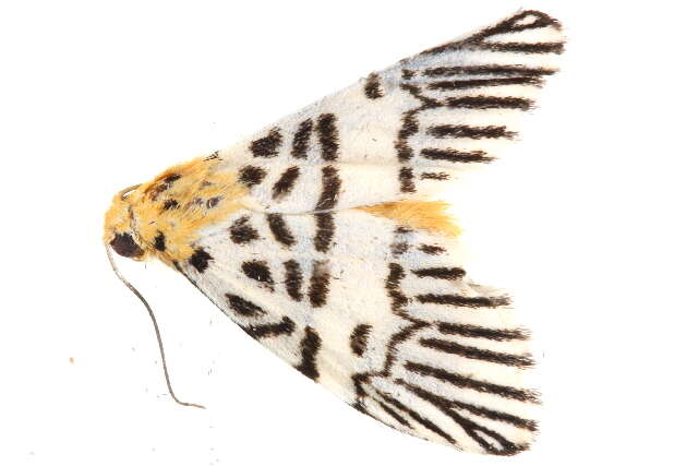 Image of Barsine syntypica Swinhoe 1906