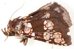 Image of Saroba pustulifera Walker 1865