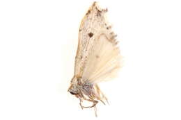 Image of <i>Oxacme commotoides</i>