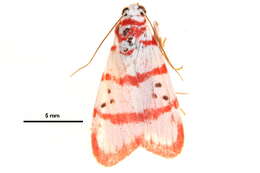 Image de Cyana metaleuca (Hampson 1914)