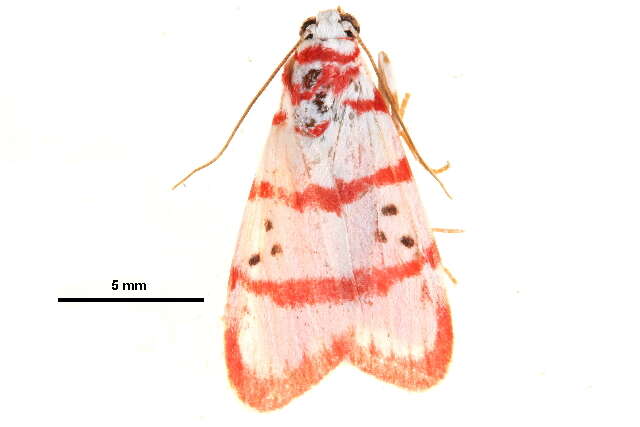 Image de Cyana metaleuca (Hampson 1914)