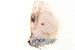 Image of Cyana effracta (Walker 1854)