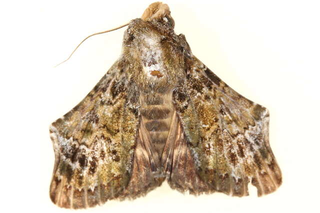 Ortopla iarbasalis Walker 1858的圖片