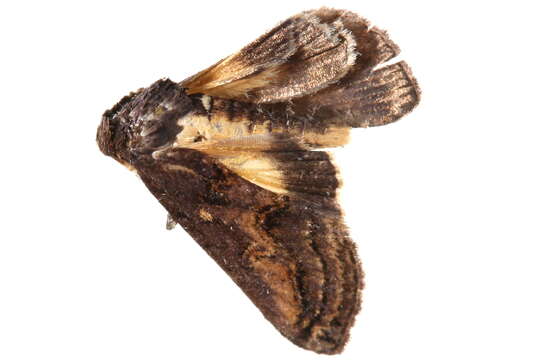 Image of Lophoptera flavina Warren 1914