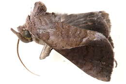 Image of Thoracolophotos albilimitata Hampson 1926