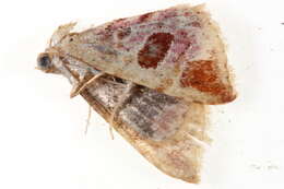 Image of <i>Eublemma ignefusa</i>