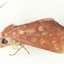 Image of <i>Arthisma amisa</i>