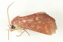 Image of <i>Arthisma amisa</i>