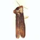 Image of <i>Lophoptera tenuis</i>