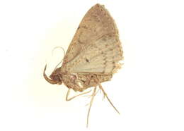 صورة <i>Simplicia phaedrusalis</i>