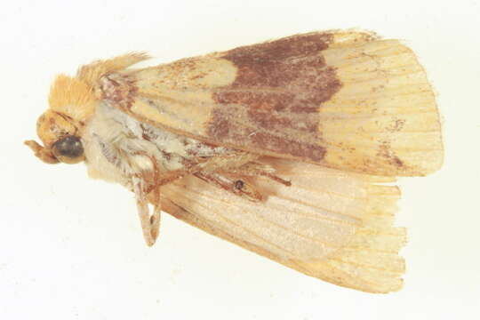 <i>Xenochroa balteata</i>的圖片