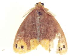 Image of Arna bipunctapex Hampson 1891