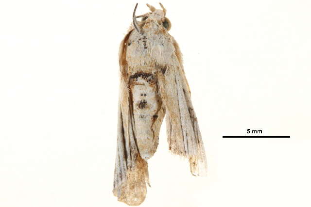 Image of Anigraea cinctipalpis Walker 1865