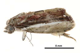 Image of <i>Etanna vittalis</i>