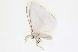 Imagem de Pendria rinaria Moore 1859