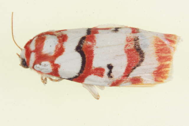 Image of Cyana malayensis (Hampson 1914)