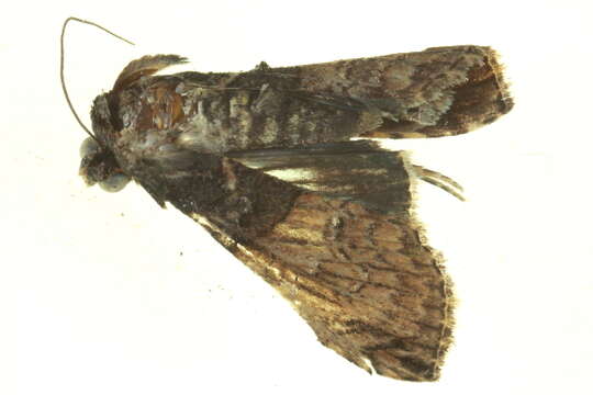 Imagem de Lophoptera phaeobasis Hampson 1905