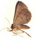 Image of Hadennia maculifascia Hampson 1895