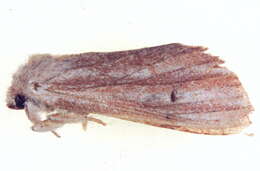 Image of Ambadra rafflesi Moore 1859