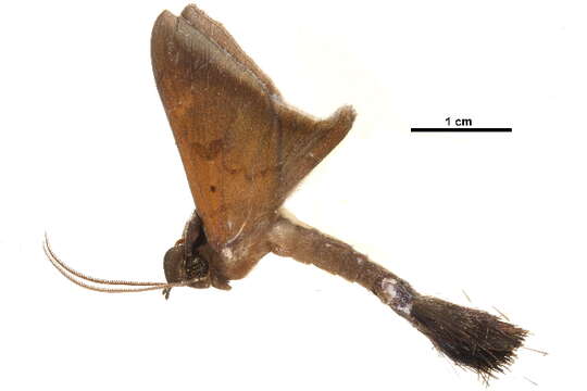 Image of <i>Platyja umbrina</i>