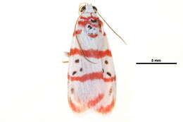 Image of Cyana pudens (Walker 1862)