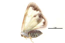 Image of Carriola ecnomoda Swinhoe 1907