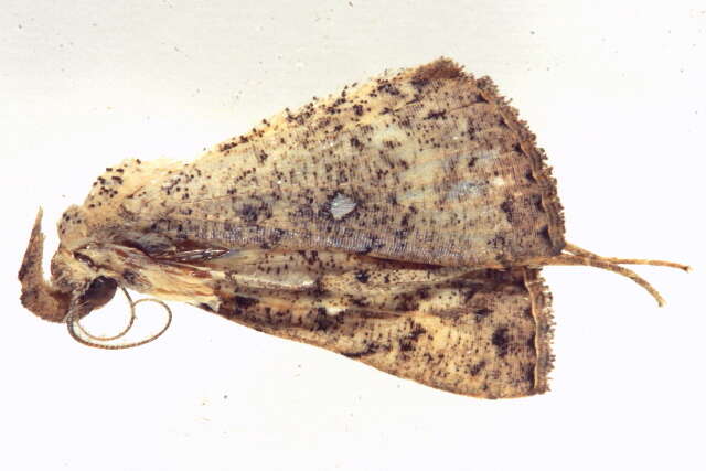 Image of Polypogon Schrank 1802