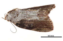 Image of <i>Etanna breviuscula</i>