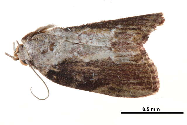 <i>Etanna breviuscula</i>的圖片