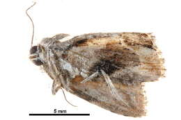 Image of <i>Etanna breviuscula</i>