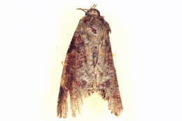 Image of Eligminae