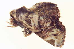 Image of Atacira