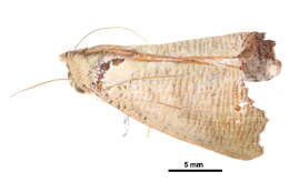 Image of <i>Xenochroa annae</i>