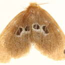 Image of <i>Artaxa perplexa</i>