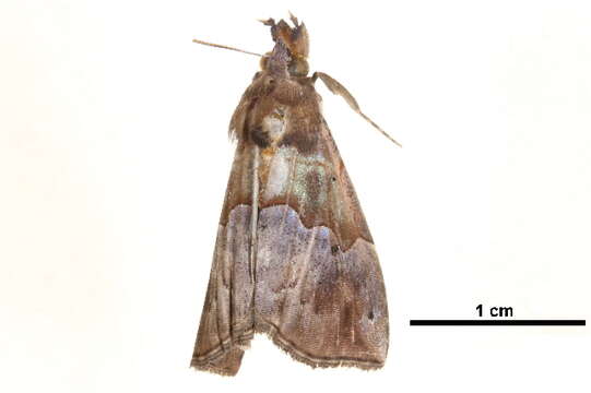 Image of Hypena ischyra Prout 1932