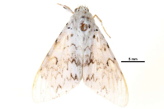 Image of Lymantria alexandrae Schintlmeister 1994