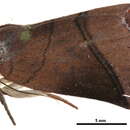 Image of <i>Diehlea holophaea</i>