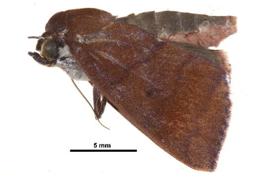 <i>Xenochroa fulvescens</i>的圖片