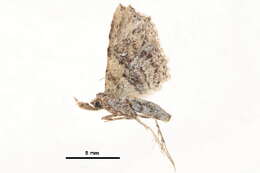 Image of Hypenagonia nigrifascia Hampson 1893