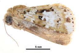 Image of Xenotrachea albidisca Moore 1867